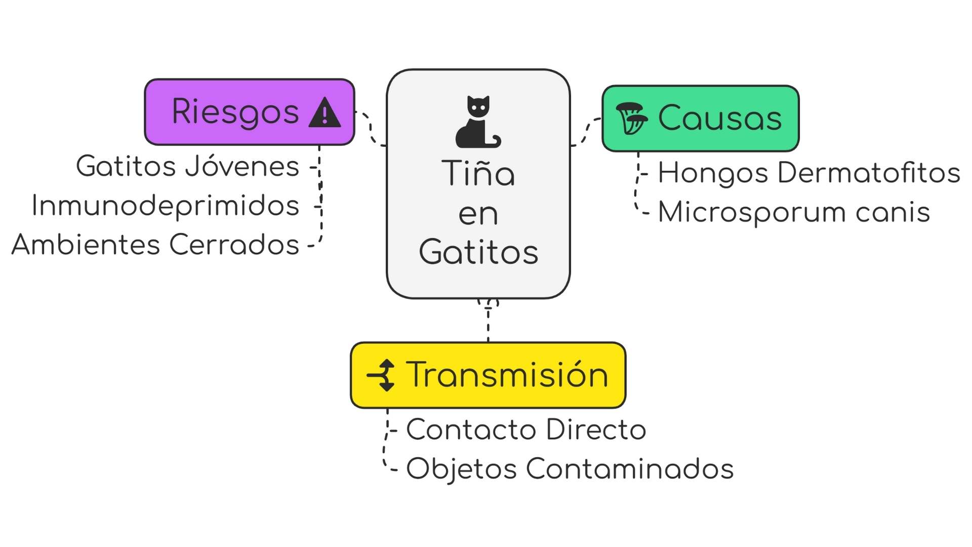 tiña en gatos esquema